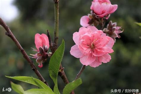 桃花木招桃花|招桃花是什麼？如何【增加桃花運】100個秘方方法，。